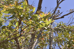 Corymbia gummifera