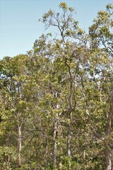 Corymbia gummifera
