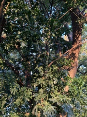 Brachychiton acerifolius