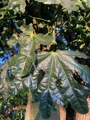 Brachychiton acerifolius