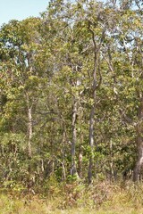 Corymbia gummifera