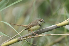 Prinia flavicans
