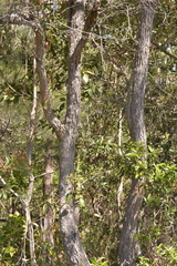 Corymbia gummifera