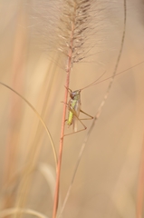 Conocephalus exemptus