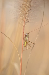 Conocephalus exemptus