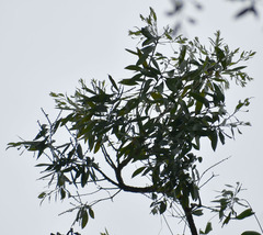 Melaleuca dealbata