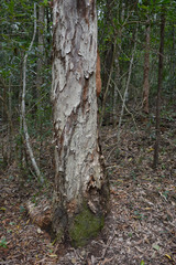 Melaleuca dealbata