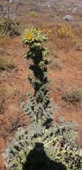 Berkheya onobromoides