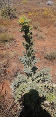 Berkheya onobromoides