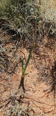 Albuca