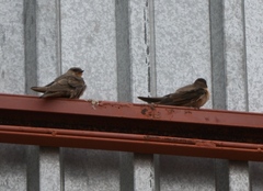 Ptyonoprogne fuligula