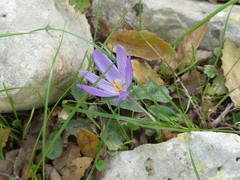 Crocus thomasii