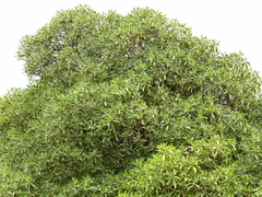 Myoporum montanum
