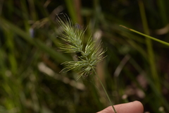 Echinopogon