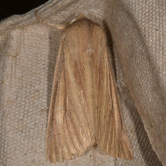 Mythimna oxygala