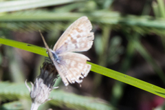 Leptotes