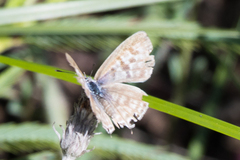 Leptotes
