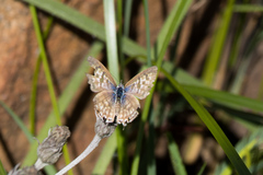 Leptotes