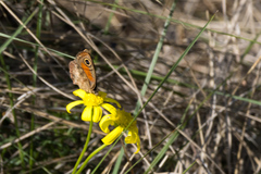 Cassionympha cassius