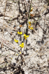 Lebeckia