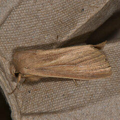 Mythimna oxygala
