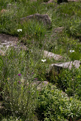 Callilepis laureola