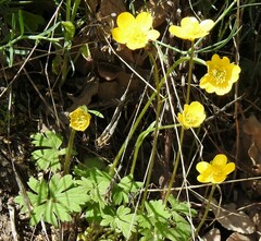 Ranunculus paludosus