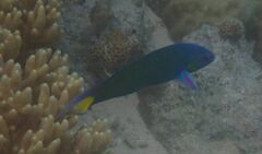 Thalassoma lunare