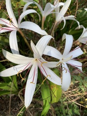 Crinum americanum