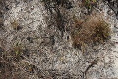 Lebeckia
