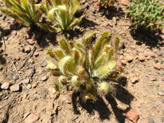 Drosera hilaris