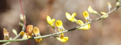 Lebeckia