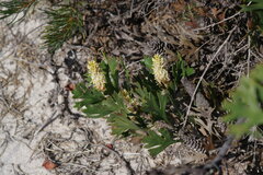 Petrophile macrostachya