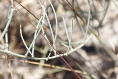Lebeckia