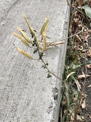 Polanisia dodecandra