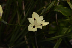 Dietes bicolor