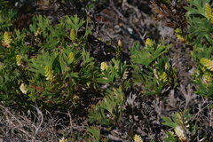 Petrophile macrostachya