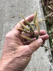 Polanisia dodecandra