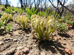 Drosera hilaris