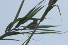 Cisticola fulvicapilla