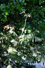 Cnestis polyphylla