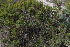 Petrophile macrostachya