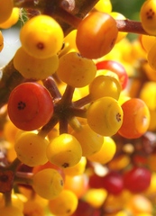 Heptapleurum arboricola