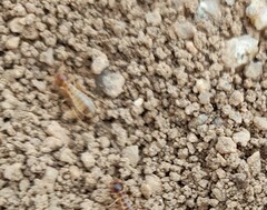 Hodotermes mossambicus