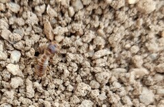 Hodotermes mossambicus