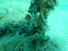 Pomacanthus arcuatus