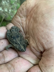 Rhinella humboldti