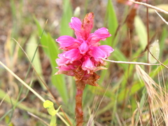 Satyrium carneum