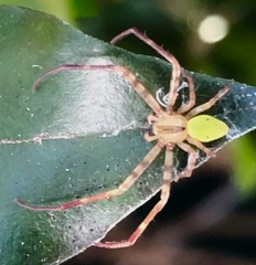 Sidymella rubrosignata