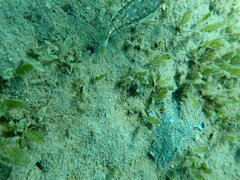 Sphoeroides spengleri